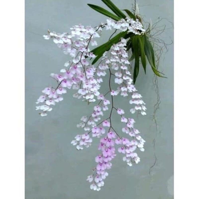 Hoa lan vũ nữ(1 khóm) HOA TẾT