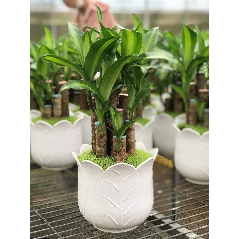 Conbo 6 khúc giống thiết mộc lan cắt sẵn y hình cây giống k kèm chậu