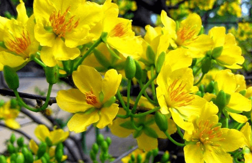 cây giống mai vàng hoa thơm