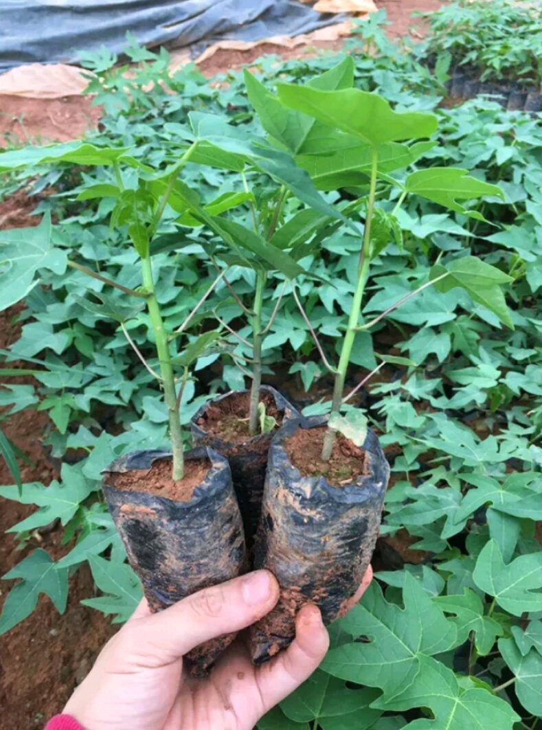 Cây đu đủ ngọt xưa 10 cây