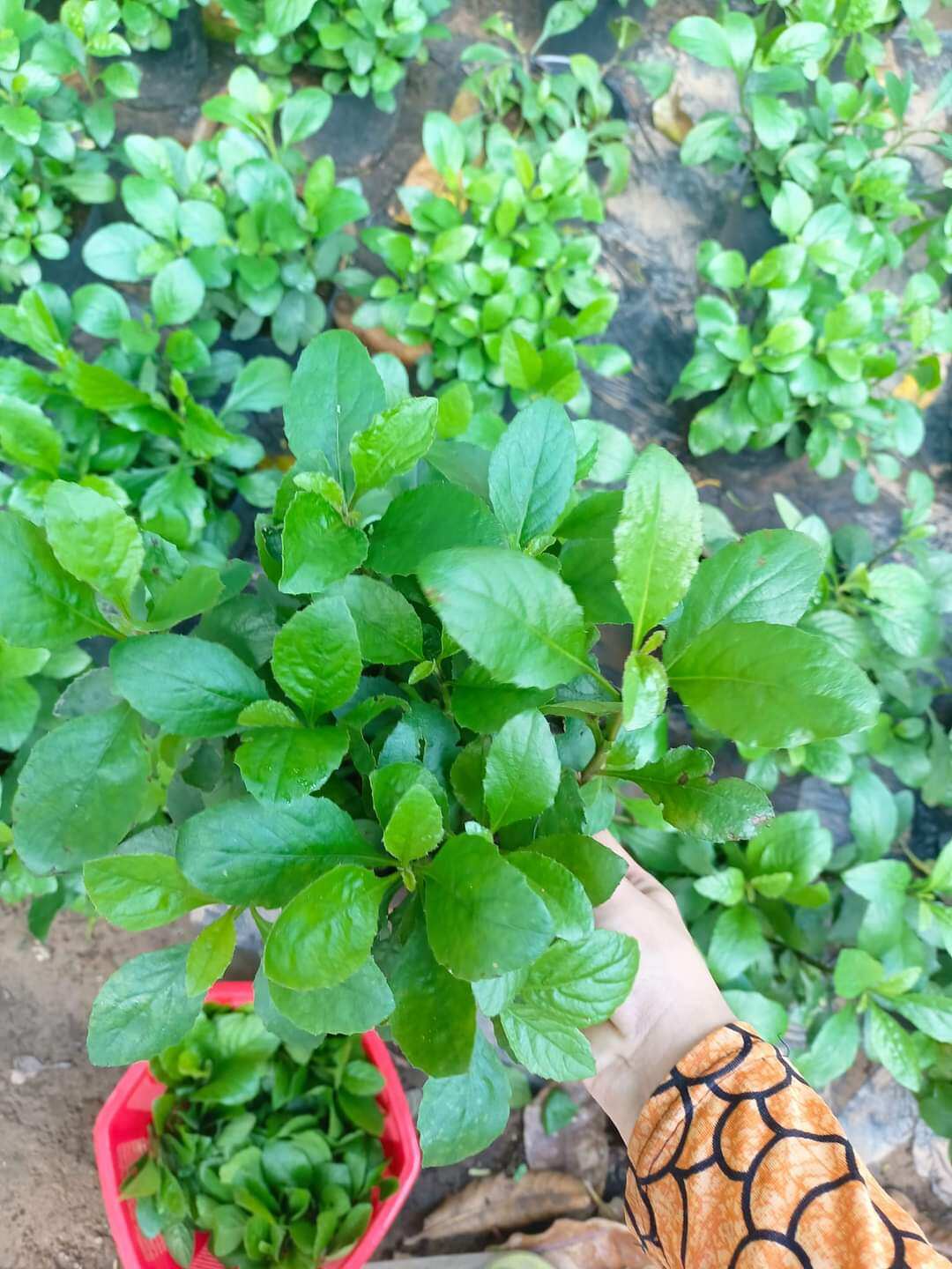 CÂY GIỐNG Chậu cải trời. rau vườn nấu canh chua hay luộc, ăn sống đều ngon