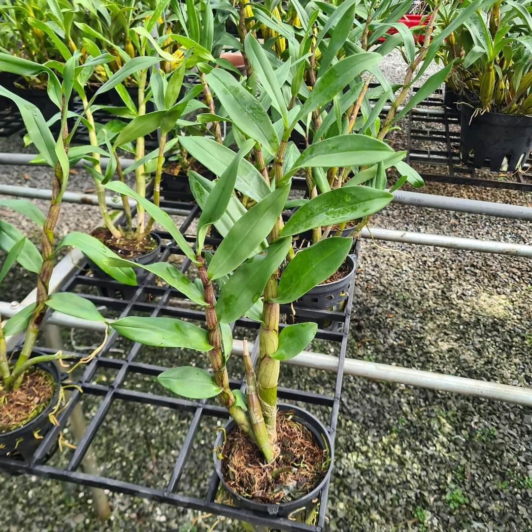 Gatton sunray trưởng thành sắp hoa