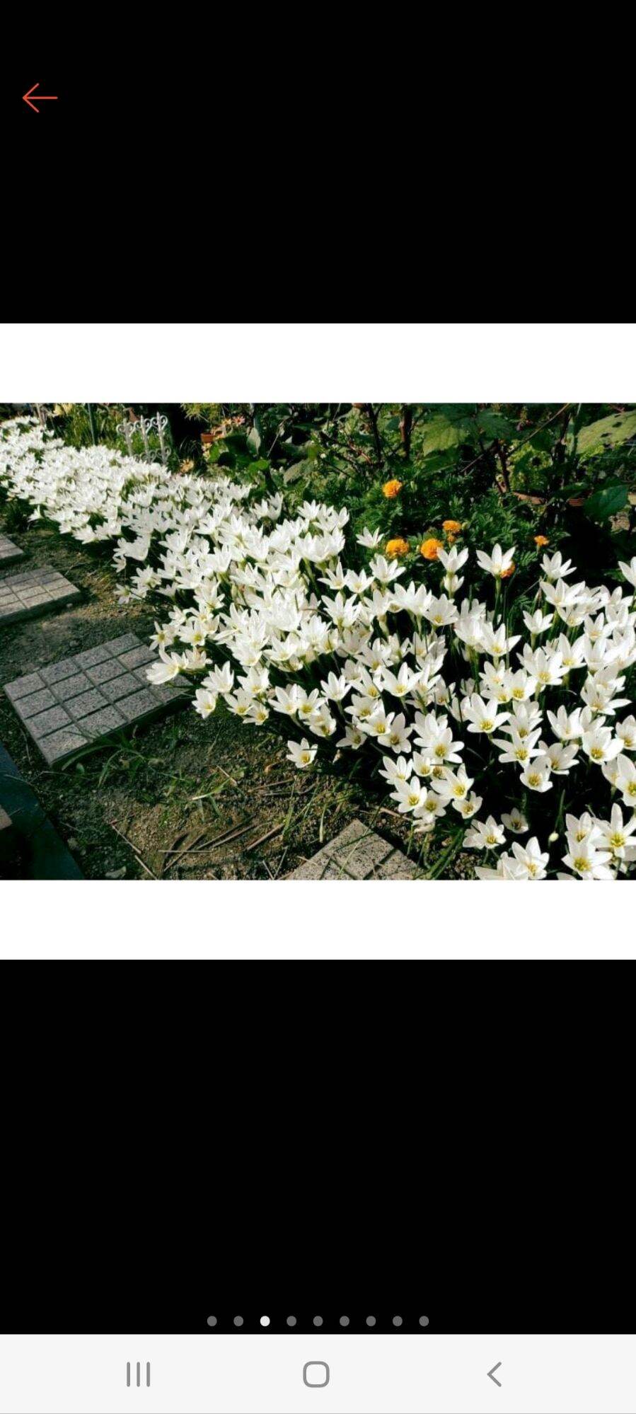 Củ Huệ Mưa màu trắng - Củ tóc tiên ( 100 Củ )