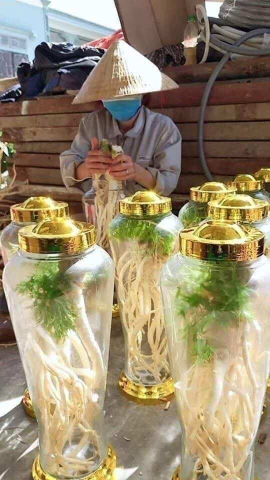 củ đinh lăng tươi 2kg