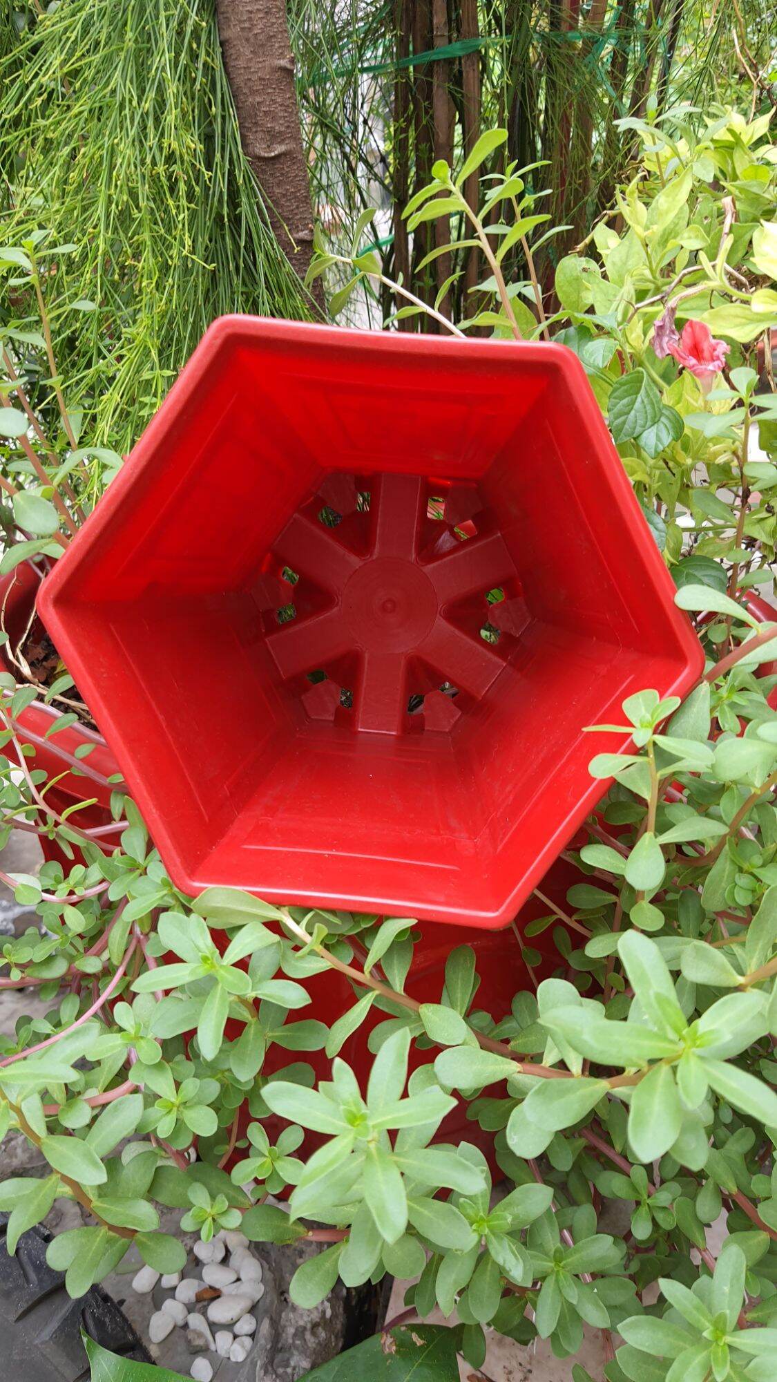 chậu lục giác in lụa chân cao size nhỏ 17x20cm