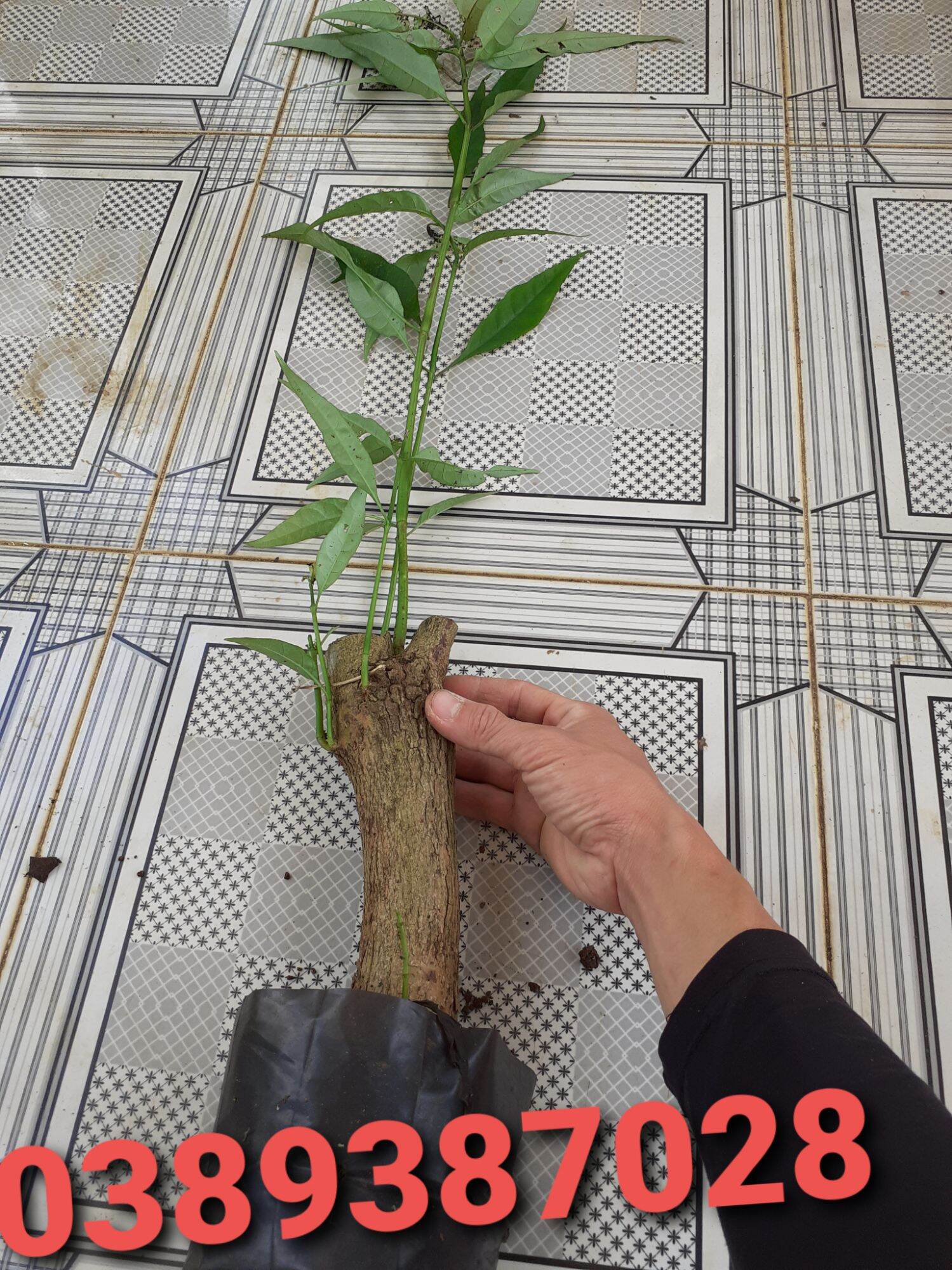 Cây giống hoàng ngọc trắng gốc tầm cổ tay