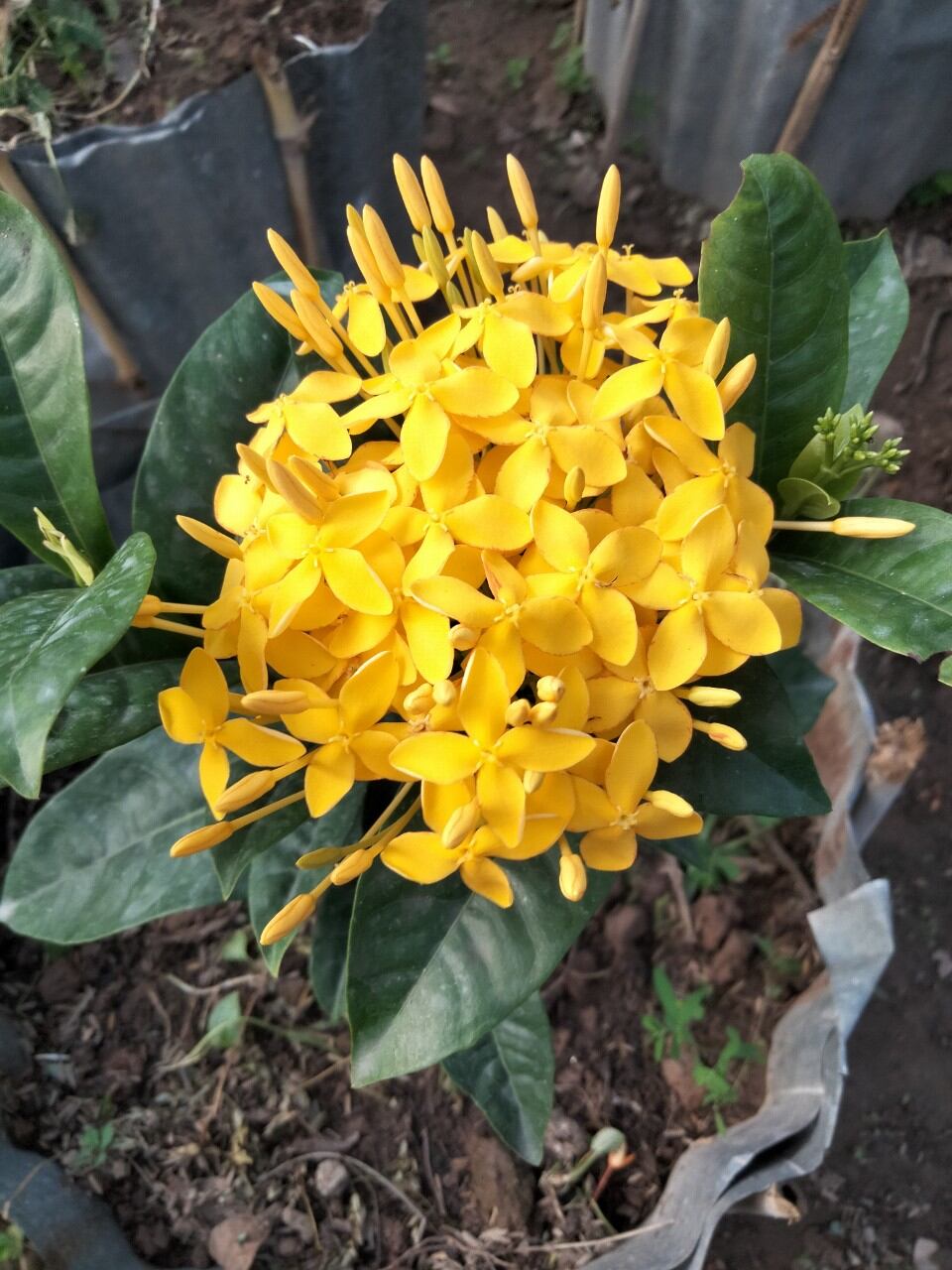 Vàng dạ quang