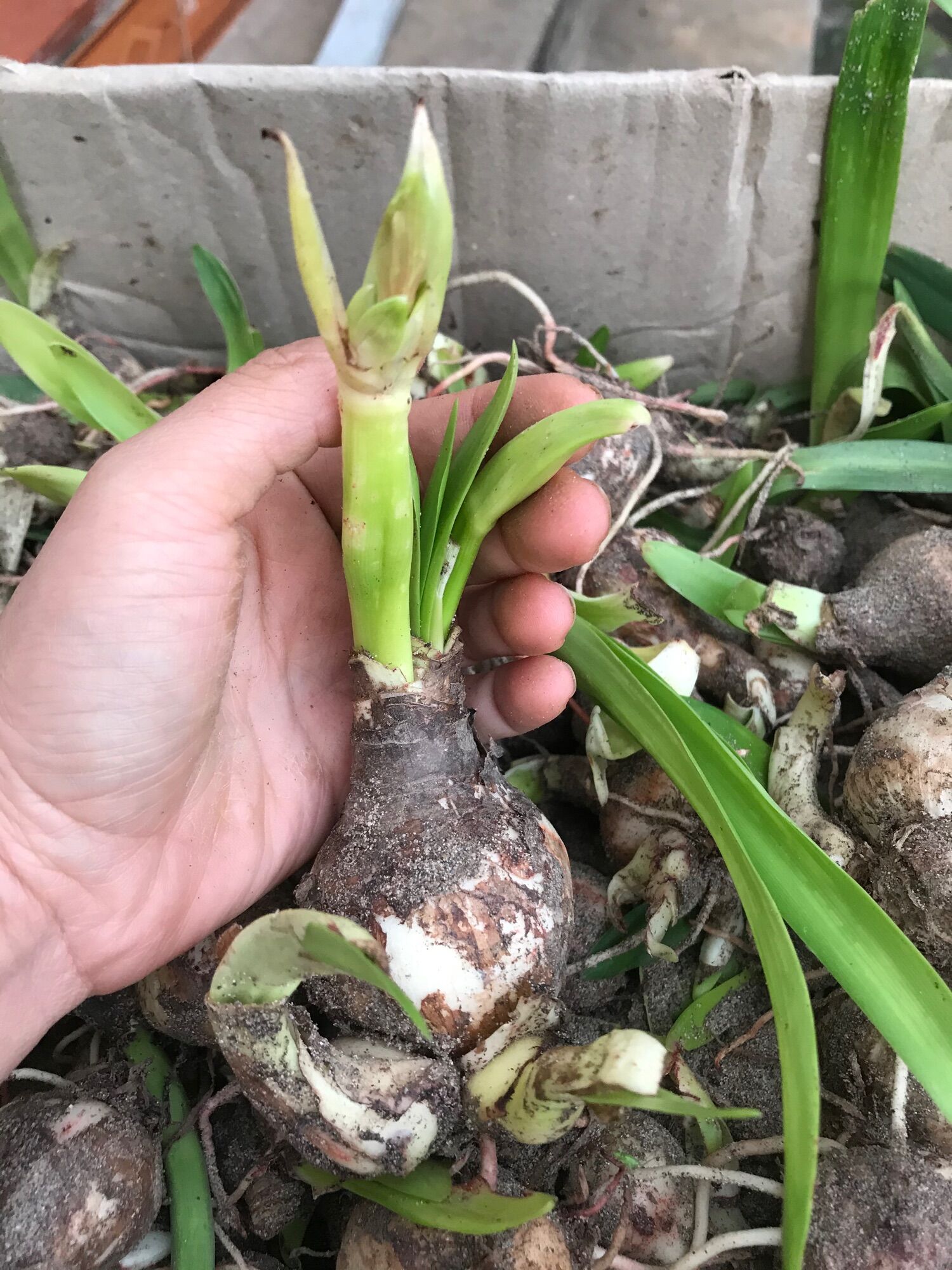 Củ hoa Lan Huệ (1 củ)