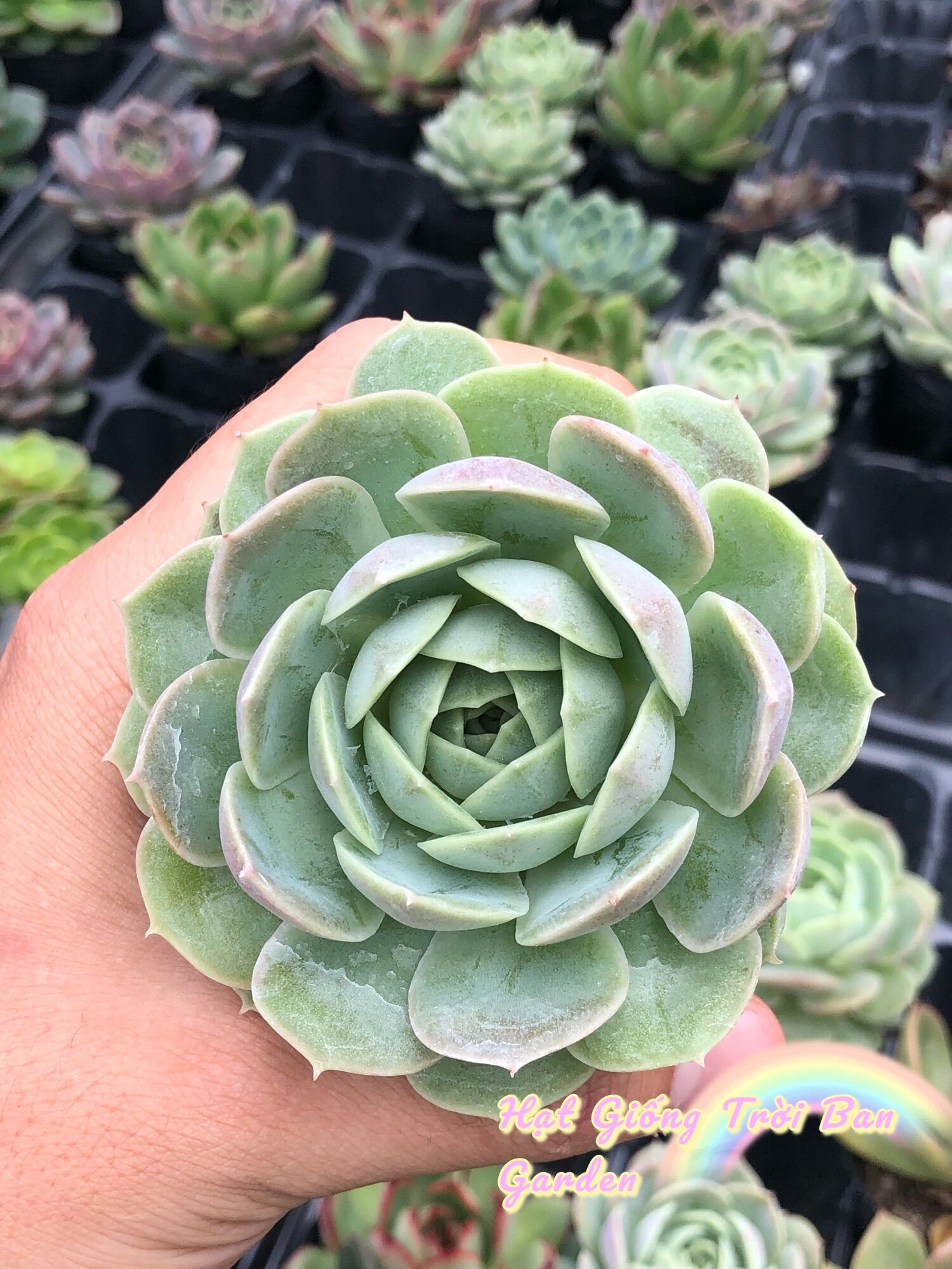 SEN ĐÁ NGỌC BÍCH SIZE 5-7 cm - XUẤT VƯỜN ĐÀ LẠT 😍 ĐÃ THUẦN KHÍ HẬU 🤑 SỐ LƯỢNG CÓ HẠN 🤫