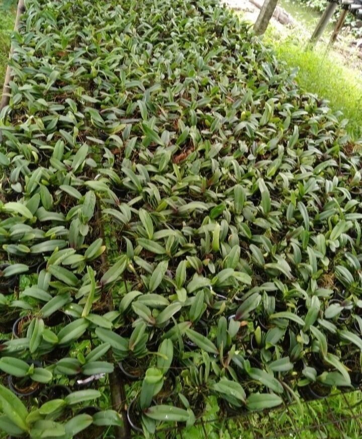 Cb 5 cây giống đai châu (ngọc điểm) thái đủ màu