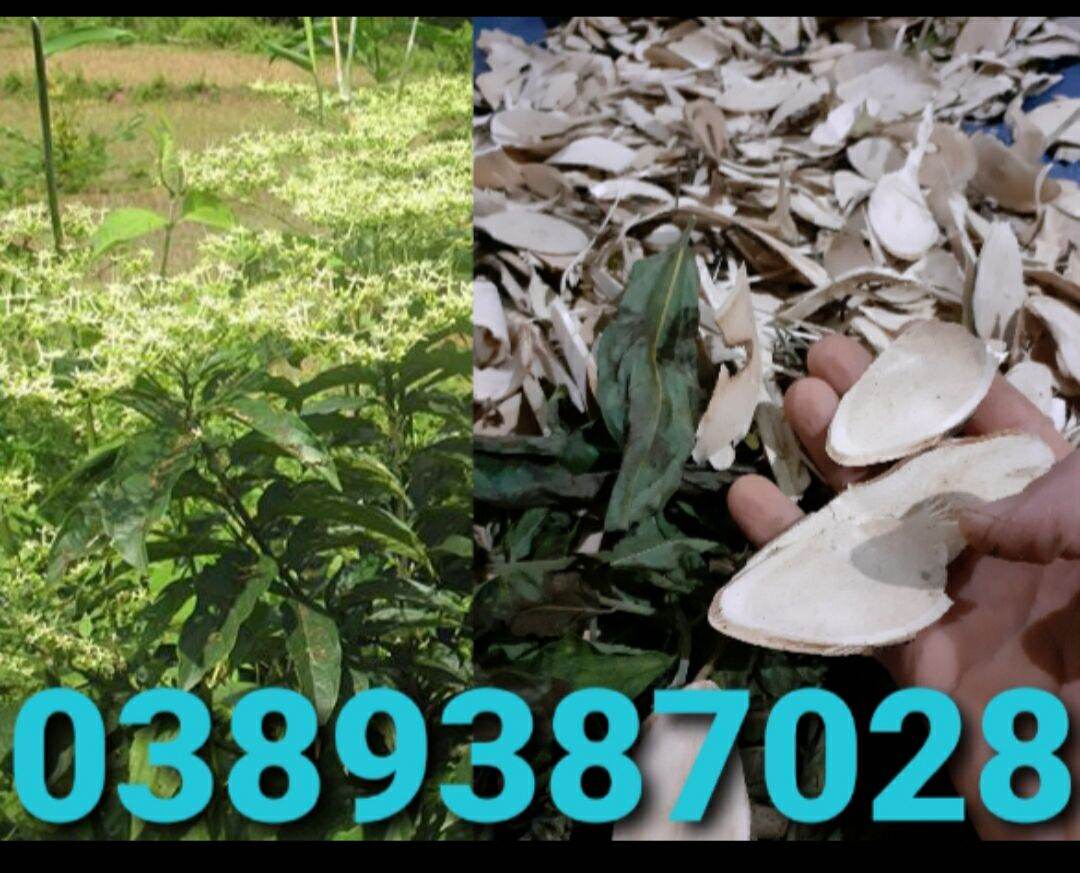 cây bọ mẩy khô thái lát như hình,1kg