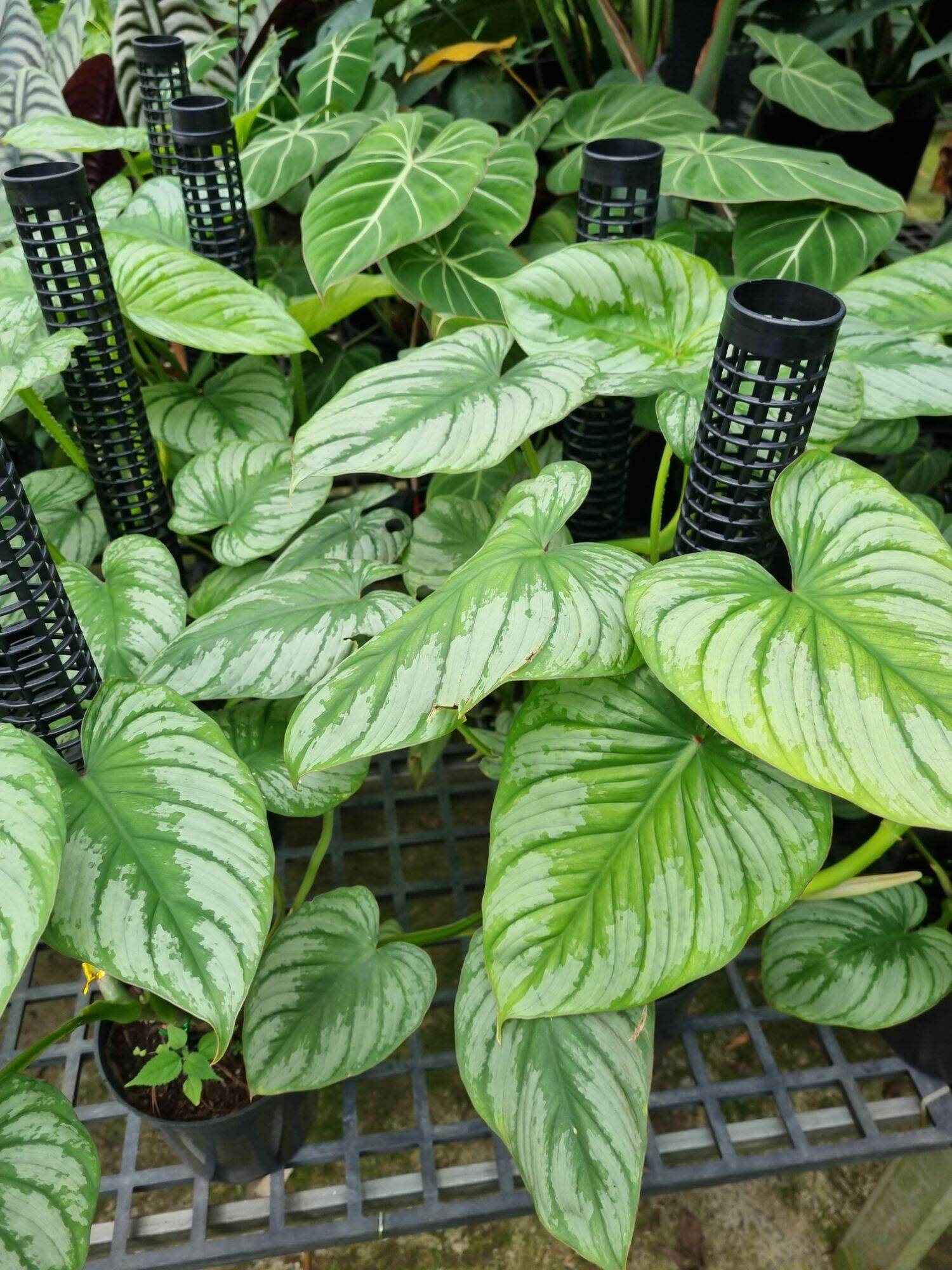 Cây Philodendron Mamei (cây size lớn)