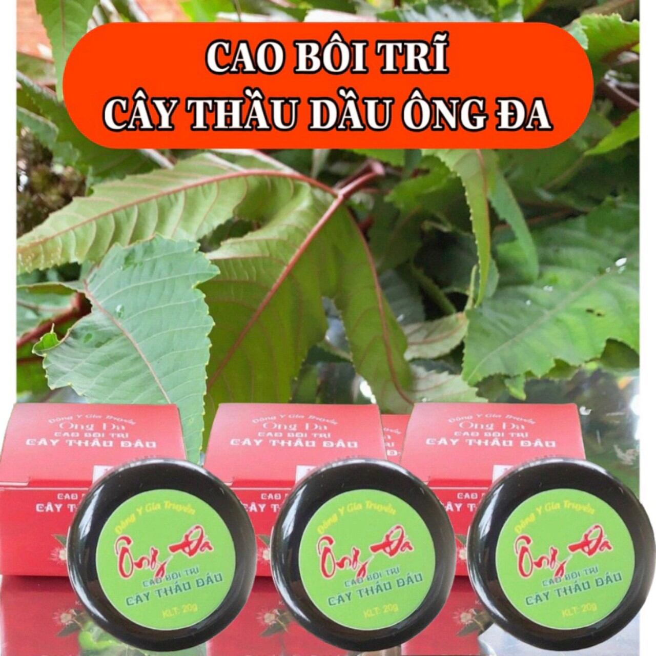 Cao bôi trĩ cây thầu dầu tía Ông Đa