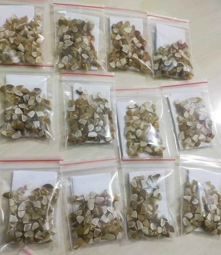 1 liệu trình Hạt Sang ( hạt Sành) tri dạ dày, đại tràng ( 10 hạt)