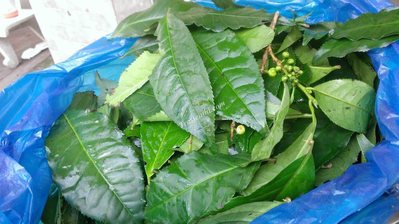 lá chè tươi (trè tươi ) lâm đồng 1kg
