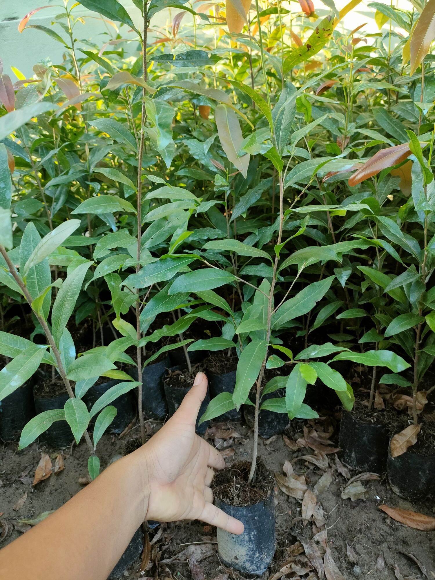 Cây mai vàng con (5-12 cánh)
