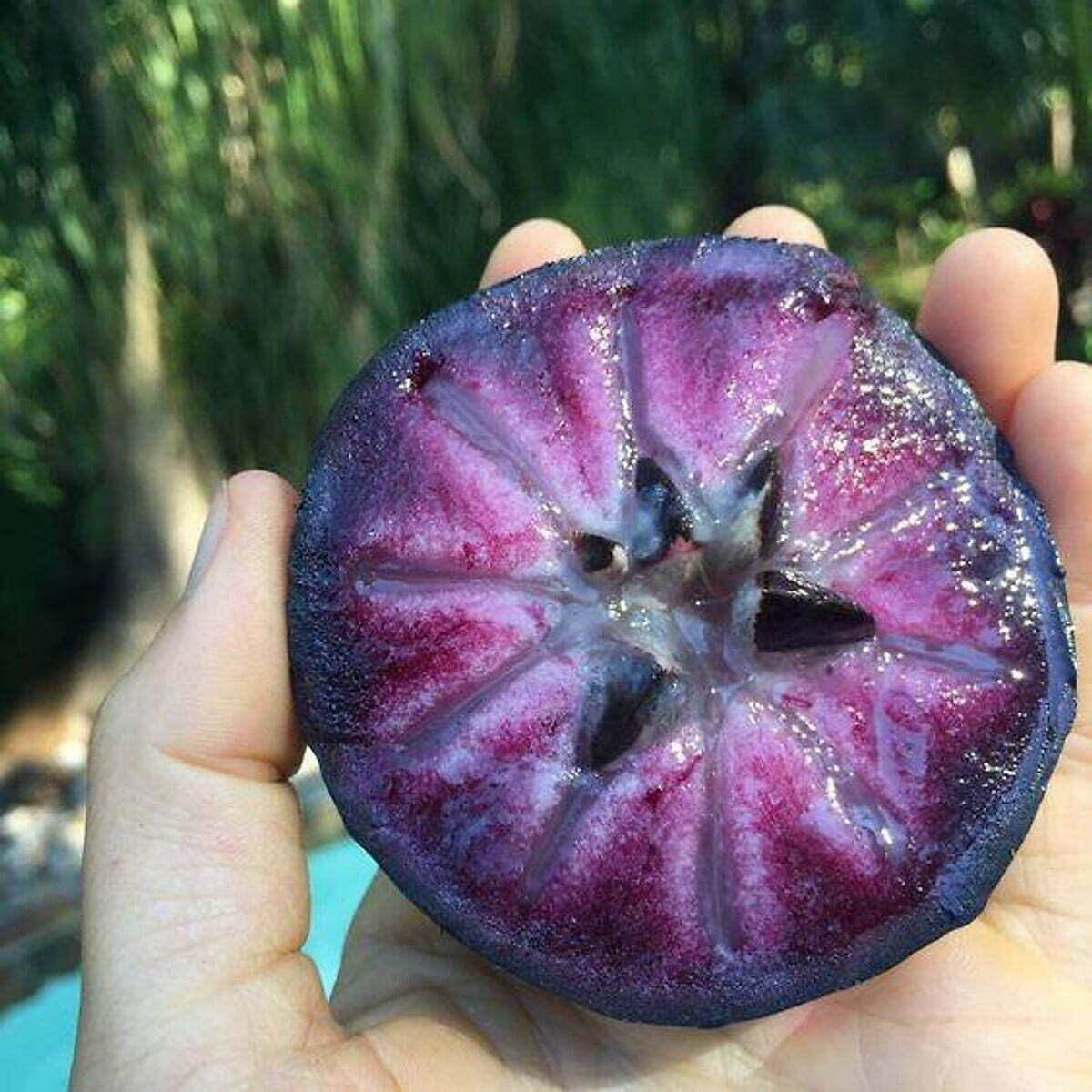 Cây giống vú sữa mica