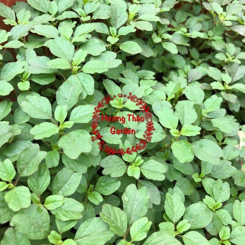 Hạt Giống Rau Dền Cơm F1