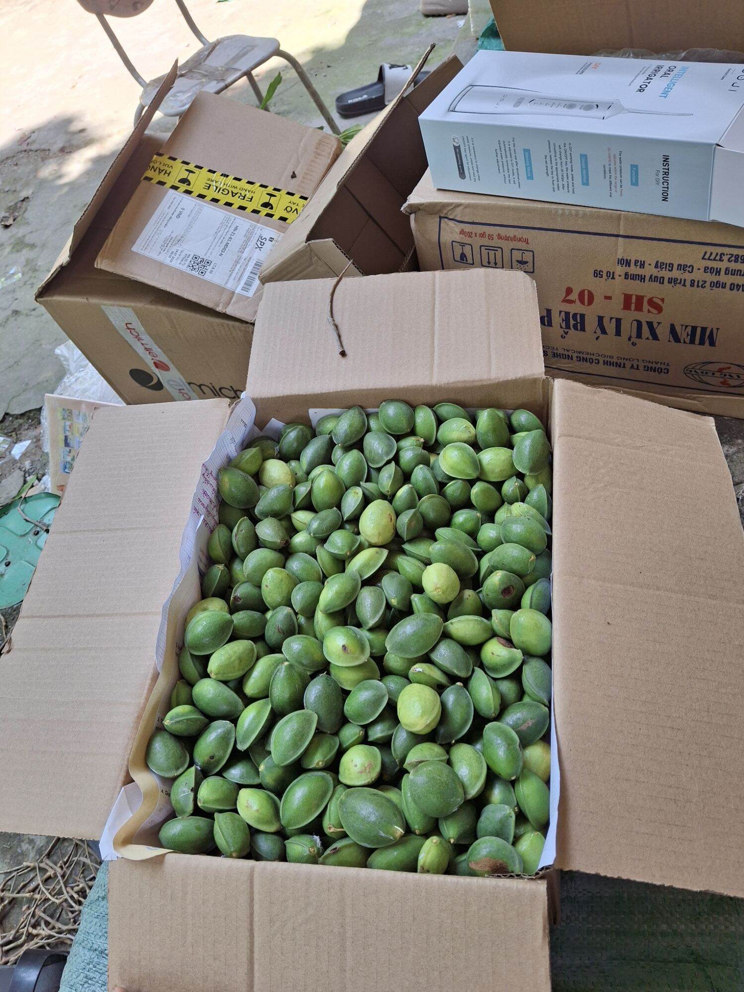 Quả bàng ta tươi 1kg khách đặt mới hái