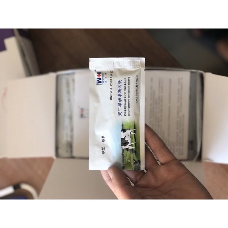 Que thử thai bò