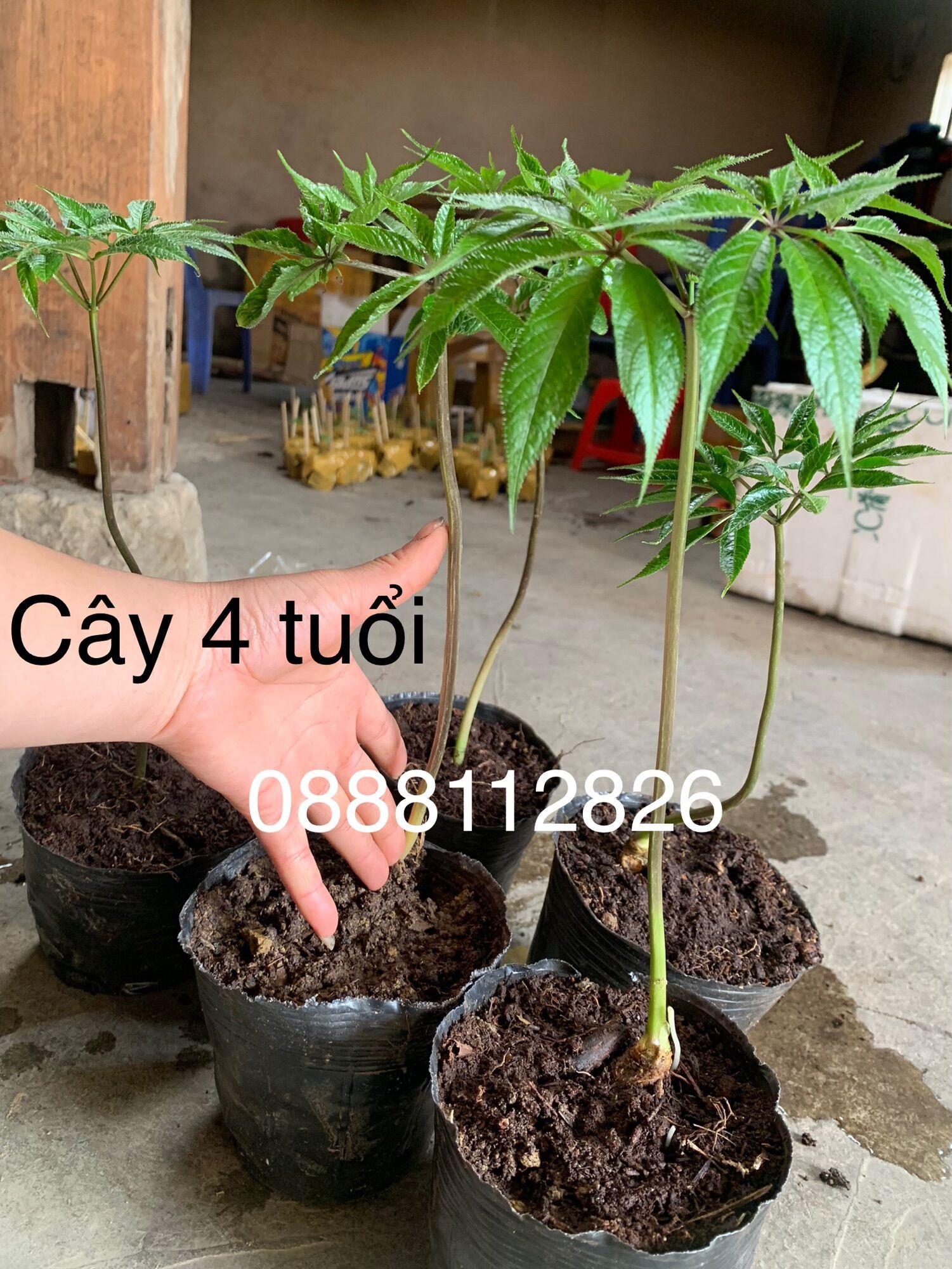 Cây giống sâm ngọc linh 4 năm tuổi