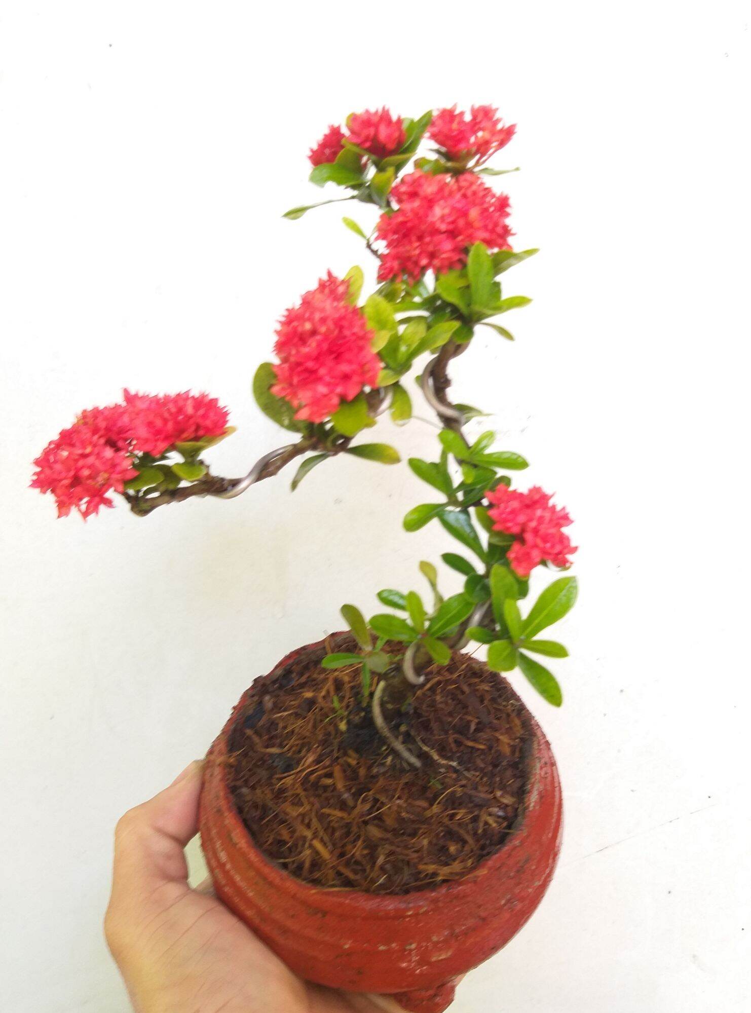 Trang Sen bonsai mini