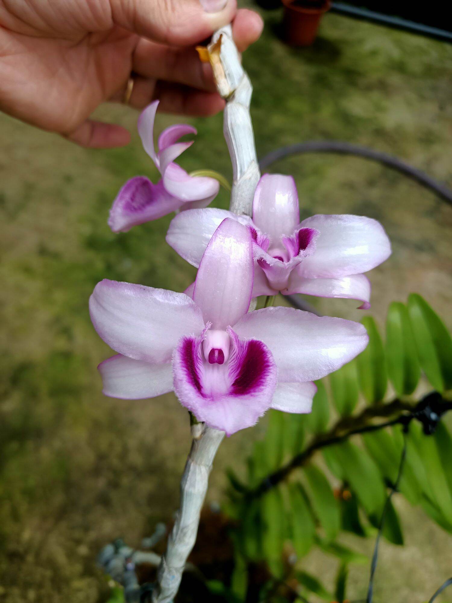 Cây giống hoa lan Cửu Long Cao Phong