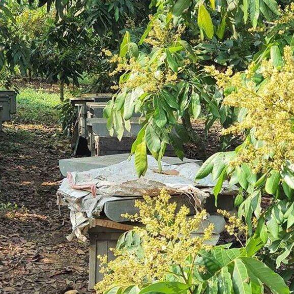 Mật ong hoa nhãn nguyên chất 100%
