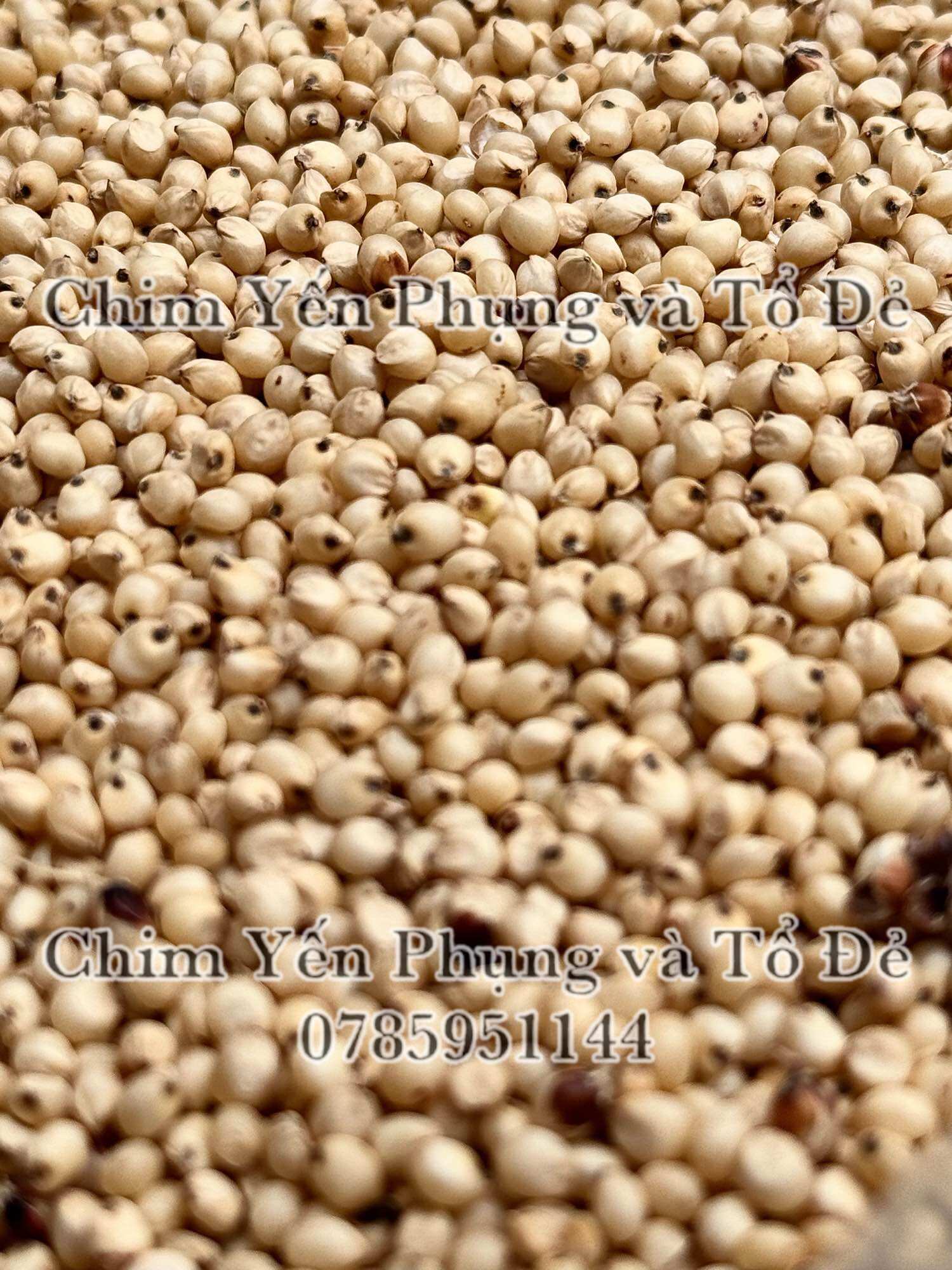 1kg hạt bo bo trắng (ý dĩ)