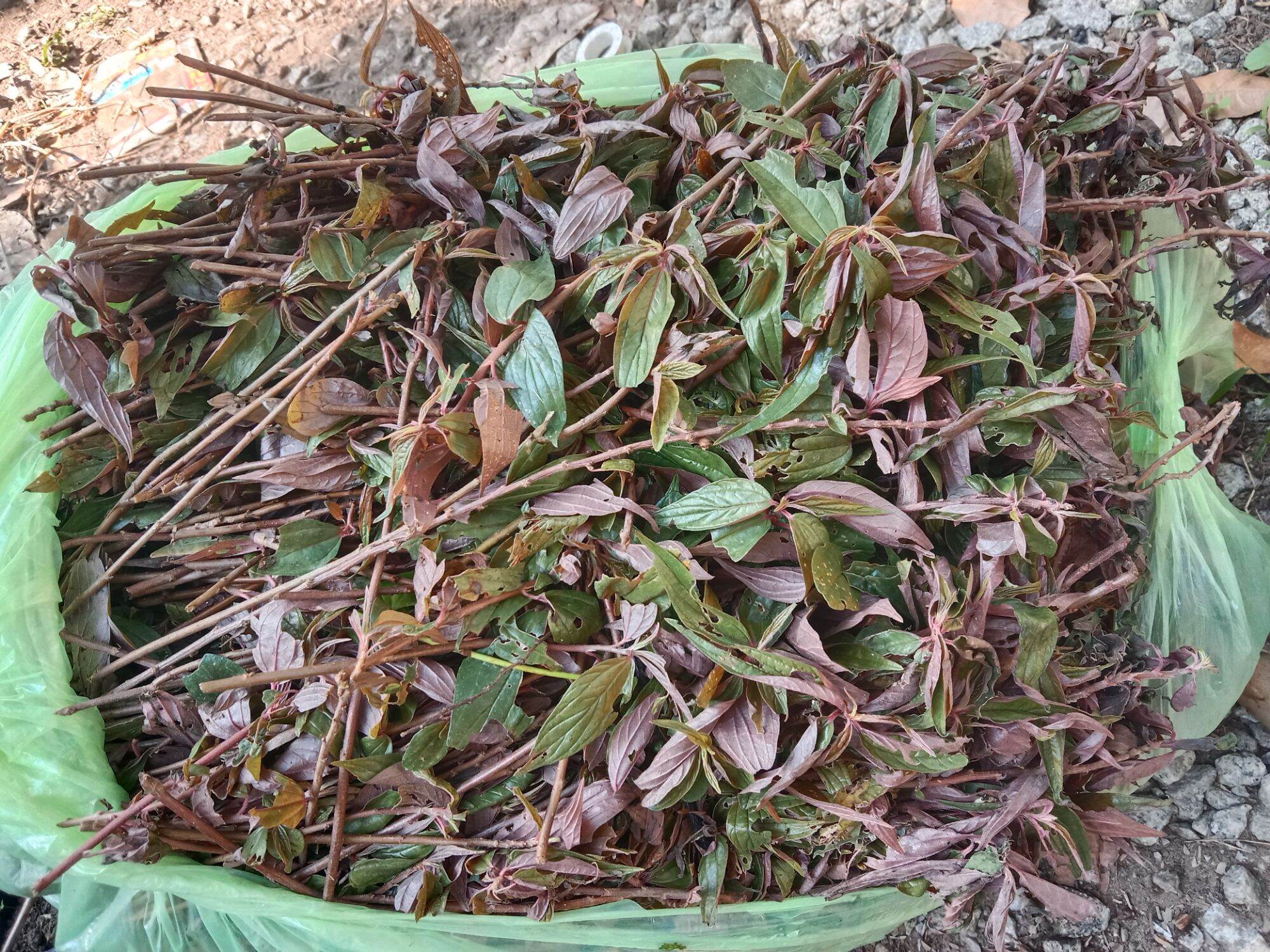 1kg cây thuốc dòi tím cây tươi