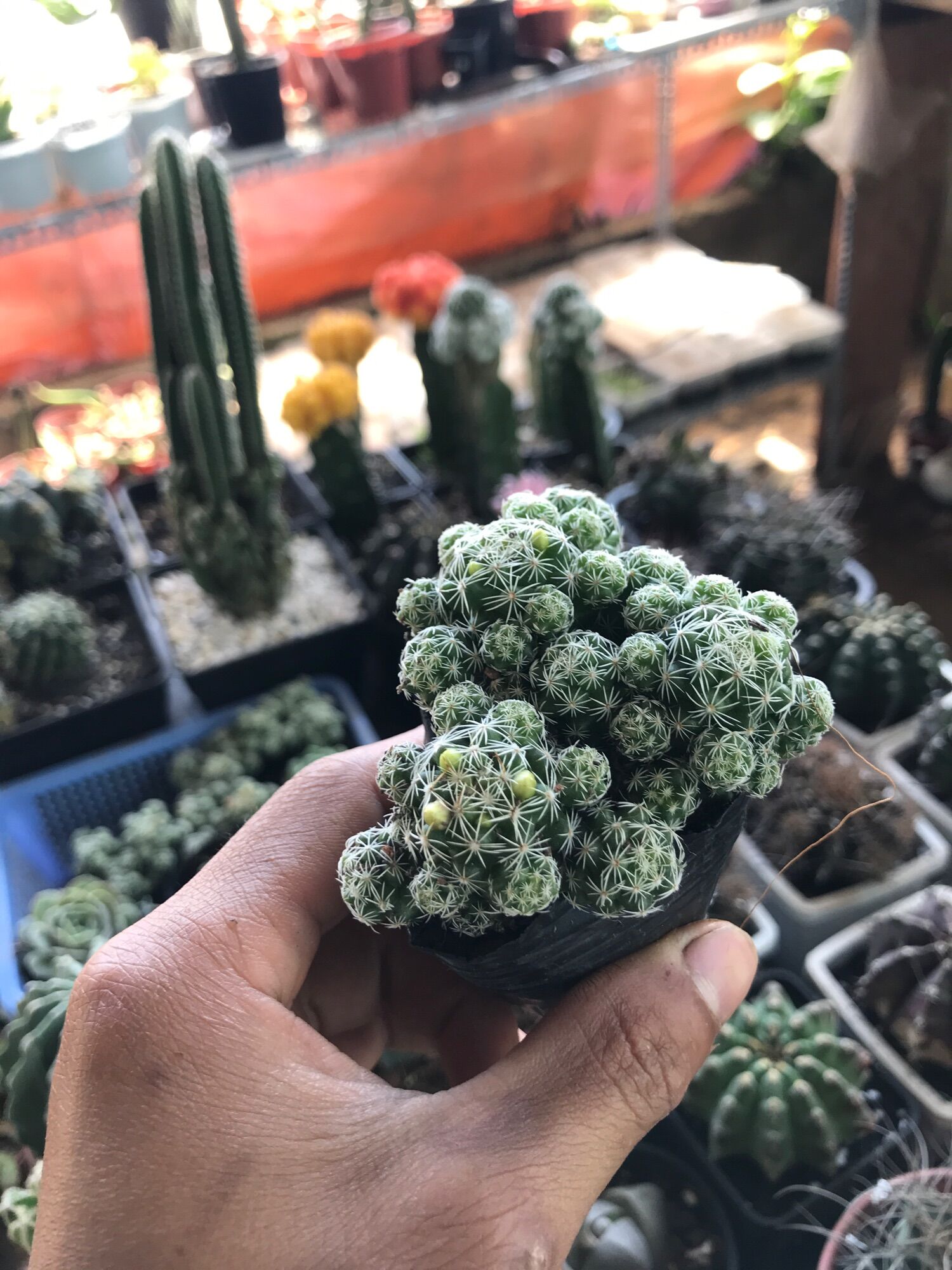 Cây xương rồng  Trứng chim