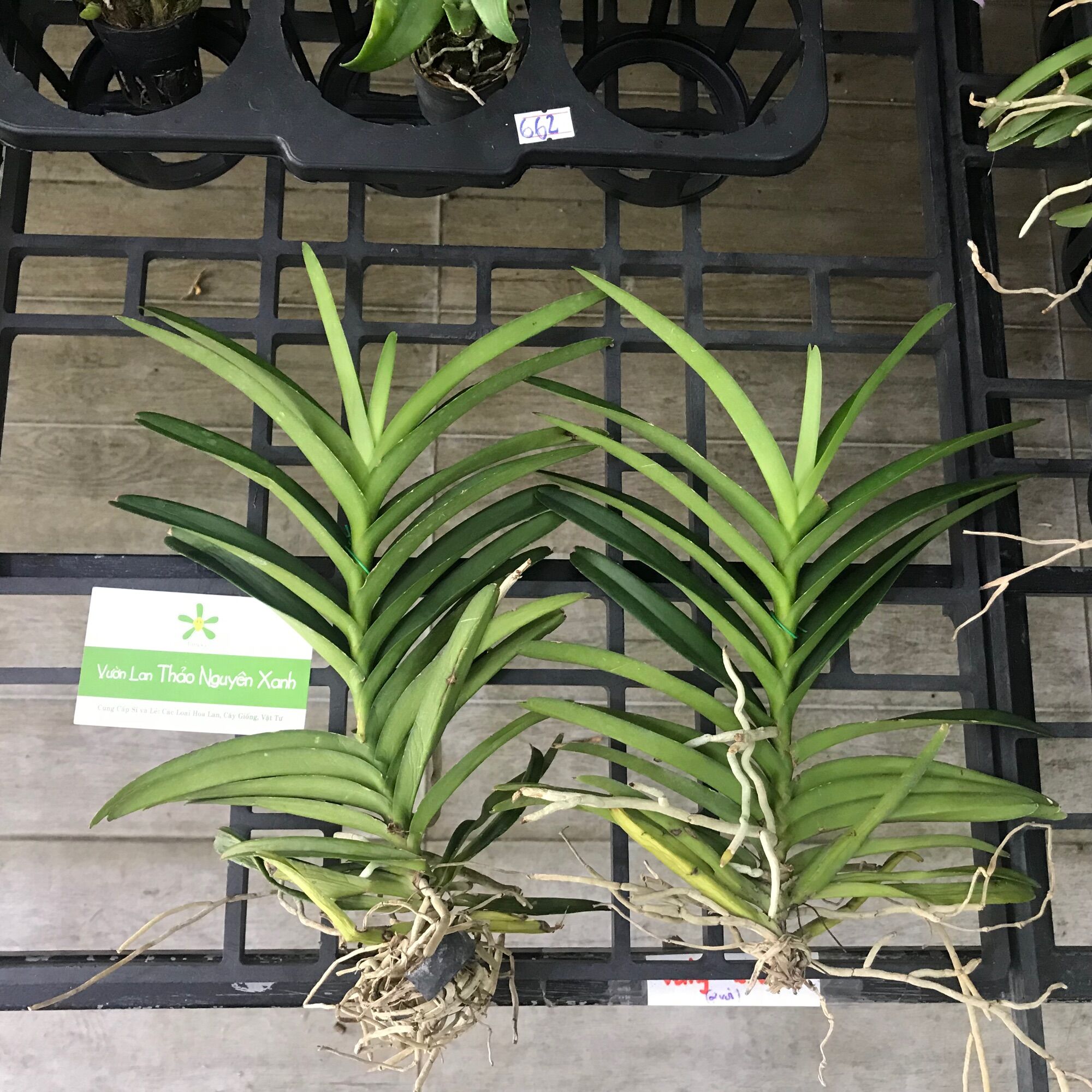 Combo 10 Cây Lan Mokara Đủ Màu - Cây 20-40cm