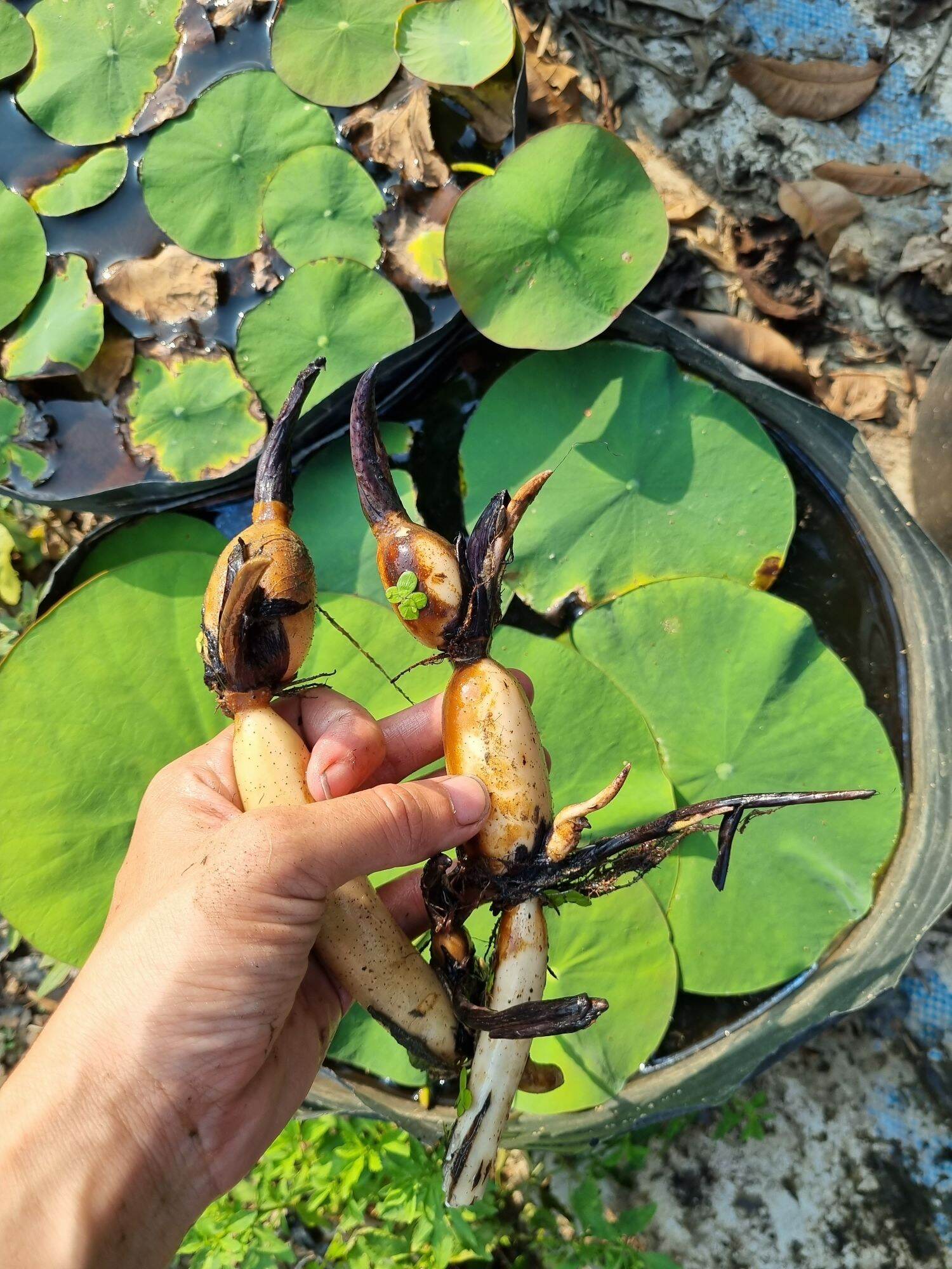 củ giống sen juwaba