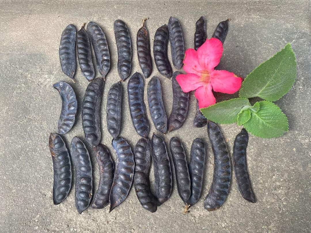 Bồ Kết Khô 500g [ hàng loại 1 ]