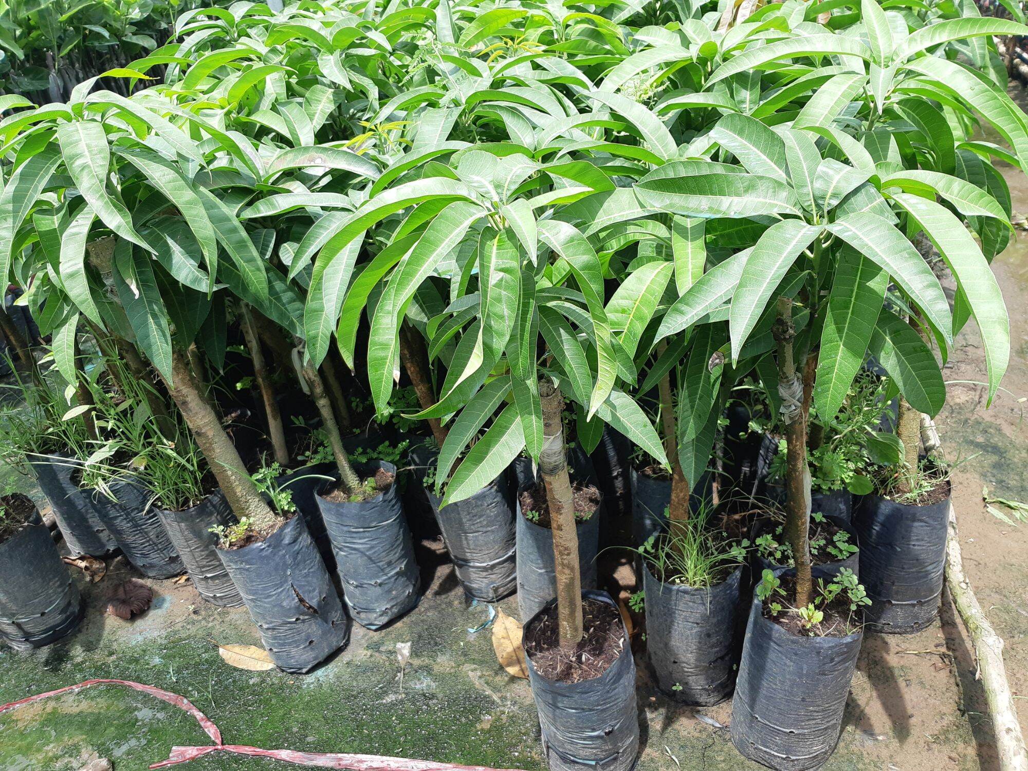 Cây giống xoài tím màu đẹp mắt, vị thơm ngọt- Hoa kiểng Nguyễn Lộc