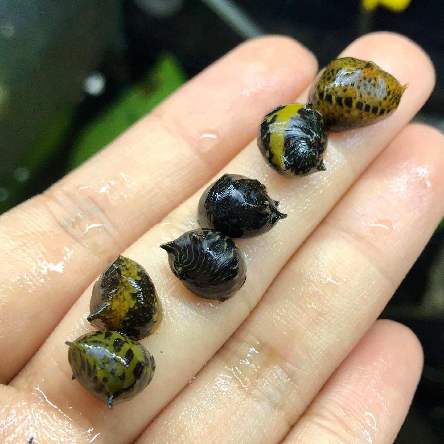Ốc nerita gai, size 9mm đến 11mm