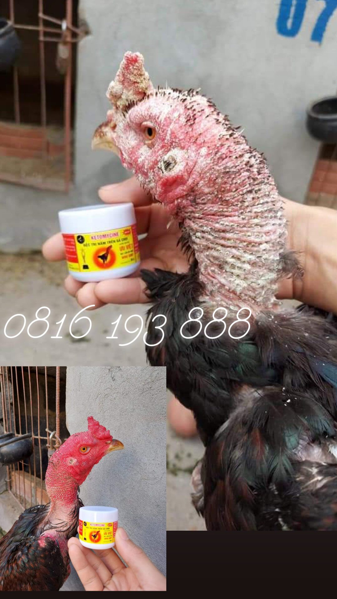 Nấm mốc ưu việt