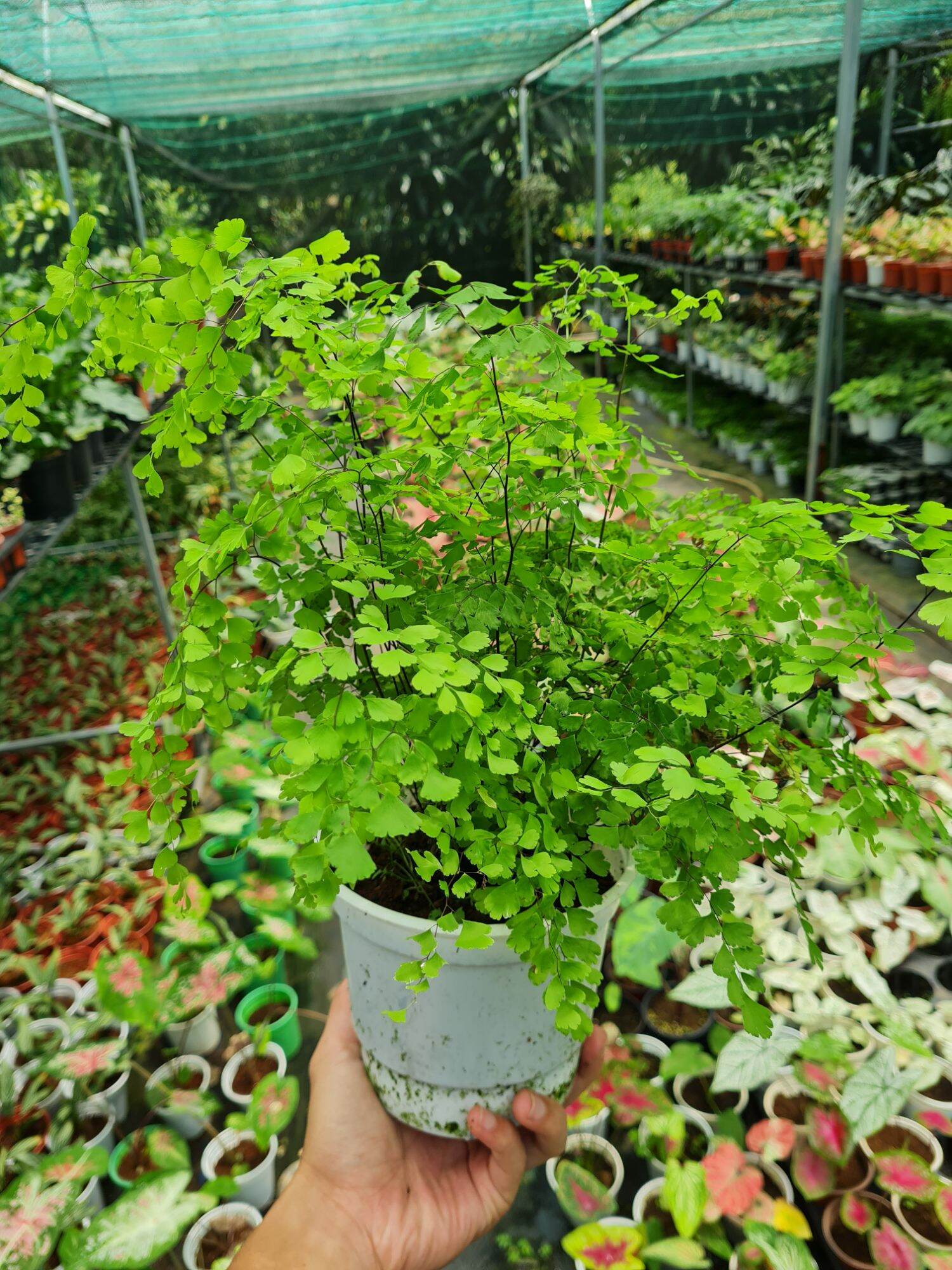 Cây tóc thần vệ nữ (chậu lớn 15cm)