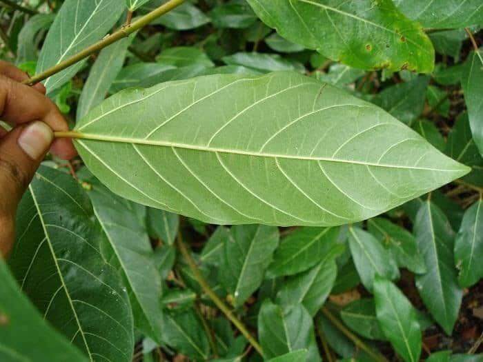 1 kg thân lá cây sung tươi