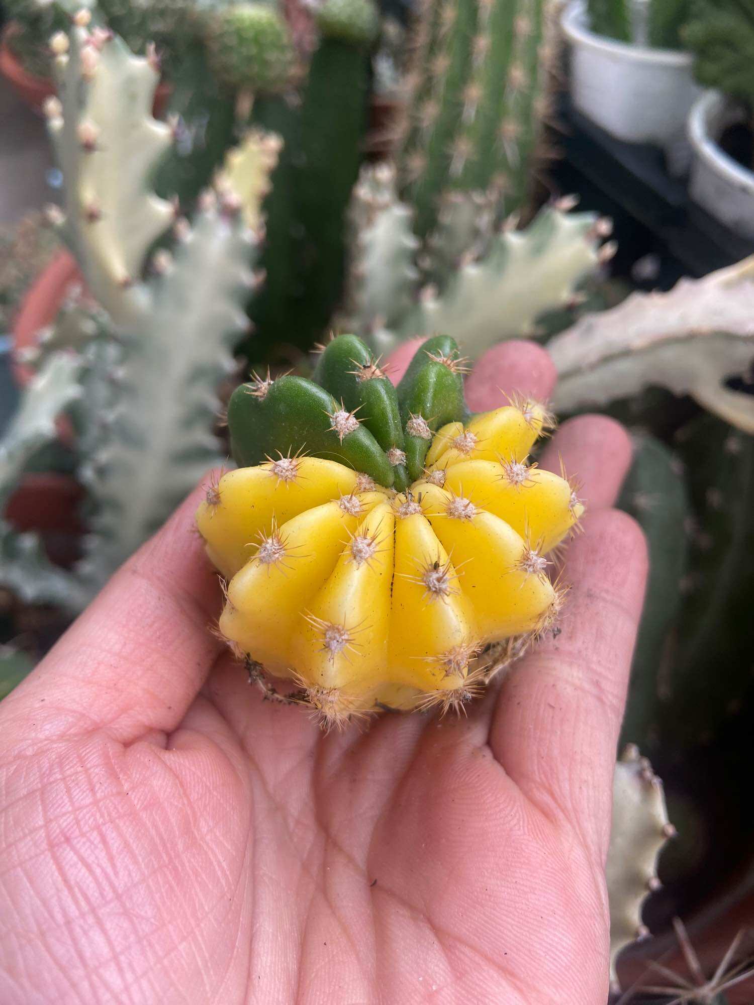 Xương Rồng Echi Lem Vàng