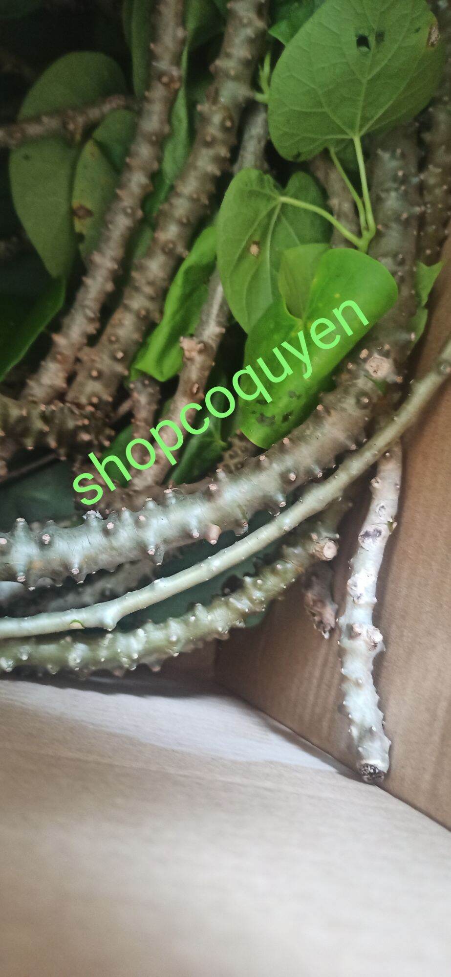 Dây thần thông tươi 1 kg