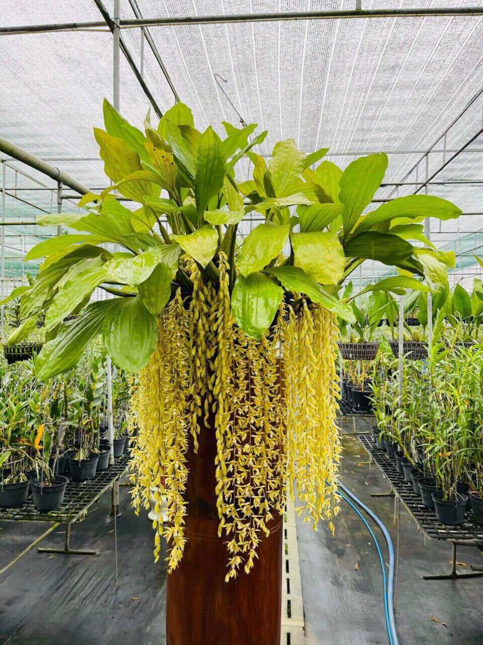 Hoa Lan thanh đạm Indo cây trưởng thành sắp hoa