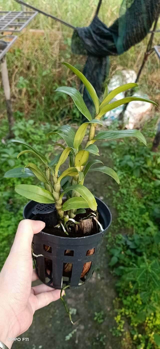 Lan Damry trưởng thành sắp hoa