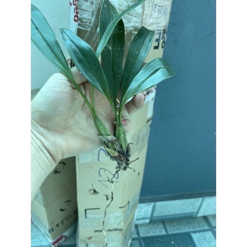 hoa lan vũ nữ hàm cá mập 1 khóm