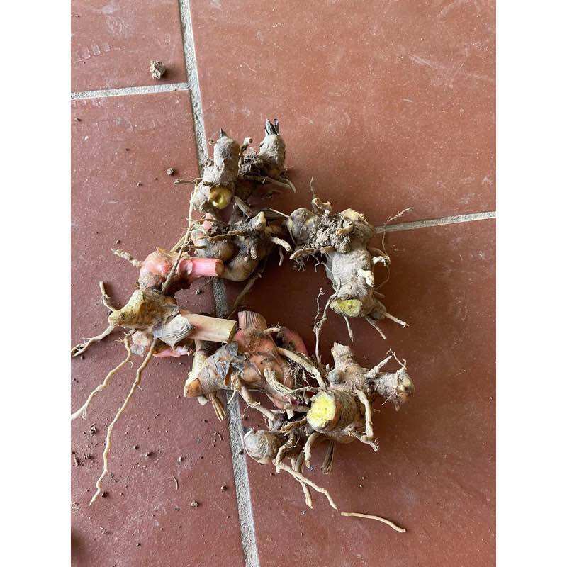Củ riềng giống (gia vị nấu ăn)
