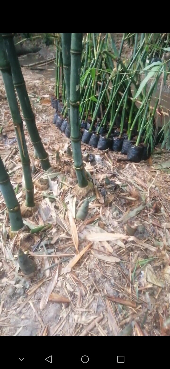 Tre tứ quý lá nhỏ chuẩn giống