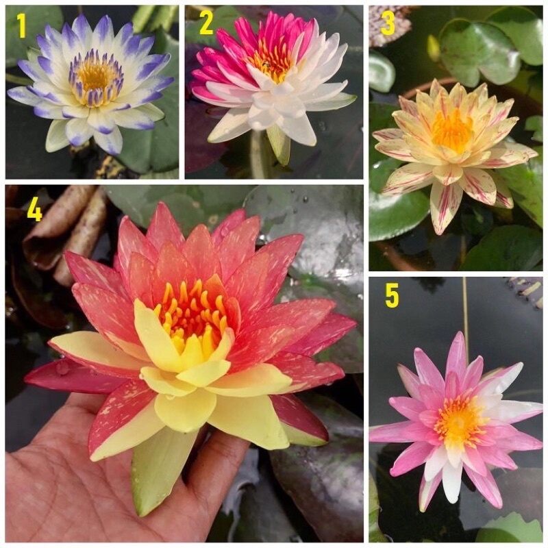 củ hoa súng thái chuẩn tết ạ(1 củ)