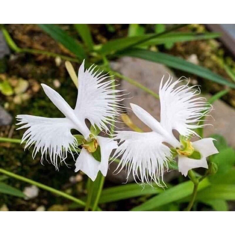 Hoa Lan bạch hạc Hải Âu (1cây)