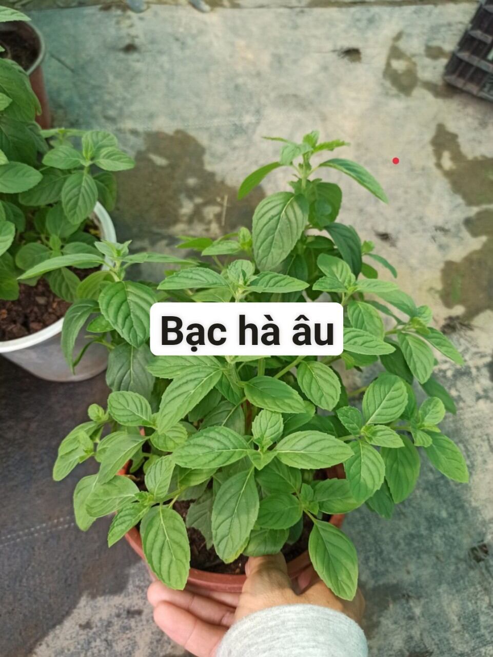 Bạc hà âu