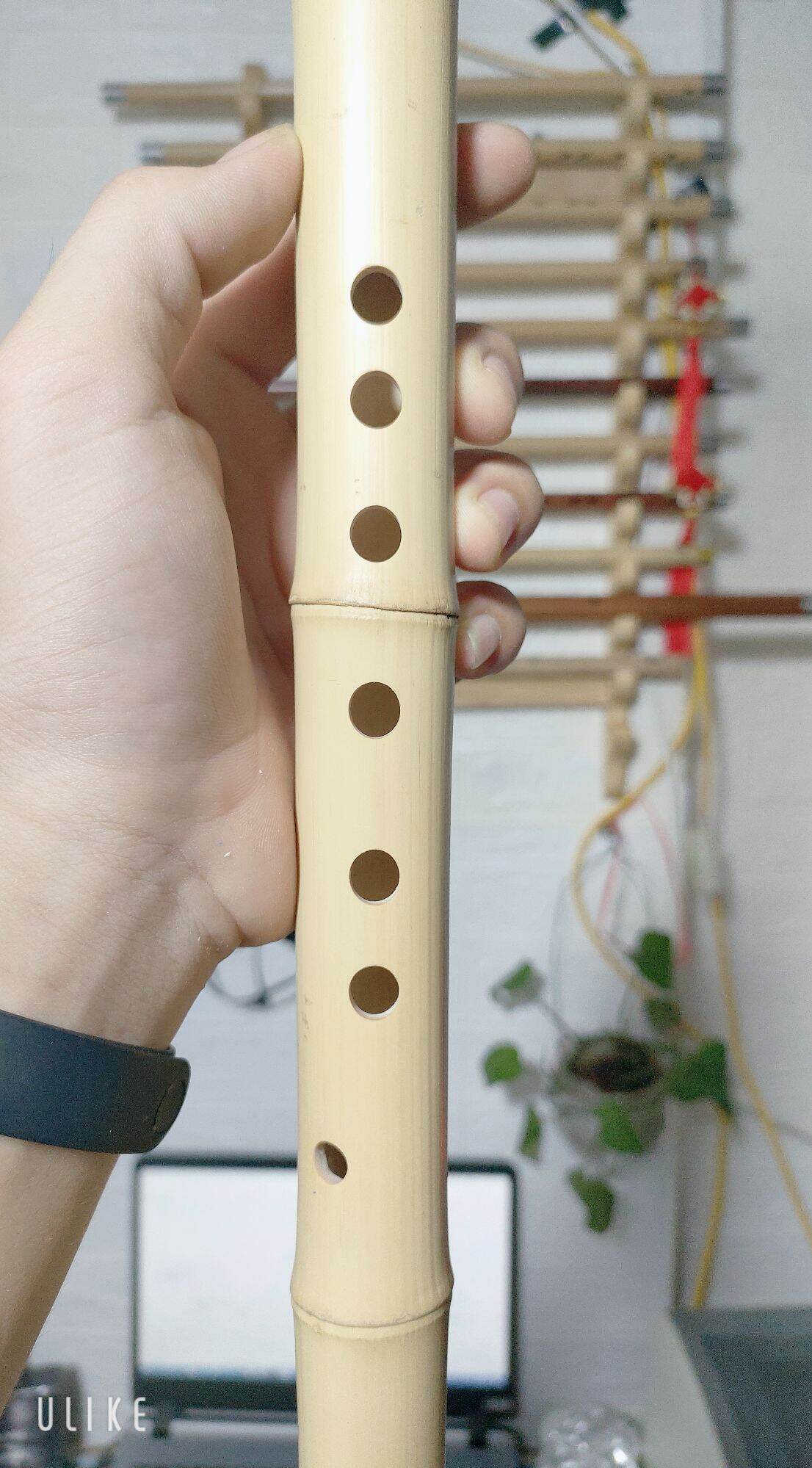 Sáo mèo việt